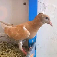 جوجه هفترنگ کاکل زرد