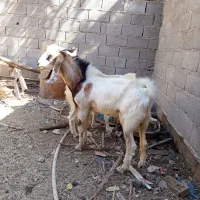 بز نر نجدی ب افغانی