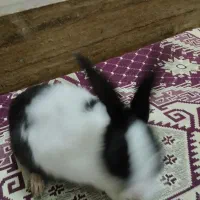 خرگوش بامزه|موش و خرگوش|قم, اسمعیل آباد|دیوار