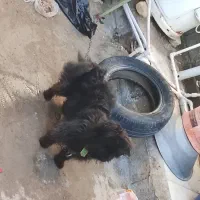 واگذاری سگ پاکوتاه