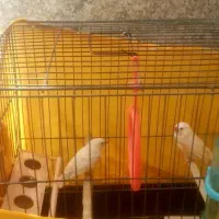 مرغ عشق و فنچ