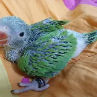 جوجه ملنگو|پرنده|مشهد, ویلاشهر|دیوار