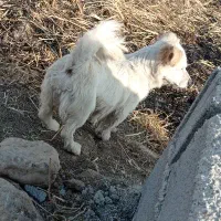 سگ نر وه ماده