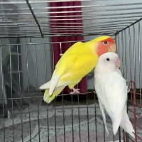 جفت طوطی برزیلی سفید زعفرونی