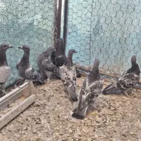 کبوتر کفتر پلاکی زرهی چاپی مسافتی مسابقه ای|پرنده|اصفهان, سپاهانشهر|دیوار