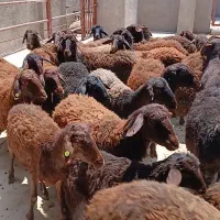 گوسفند نر آماده کشتار درجه یک
