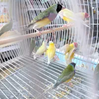 فنچ گلدین تمامی رنگ ها کامل