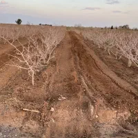 هرس درخت پسته