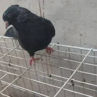 کفتر|پرنده|فسا, |دیوار