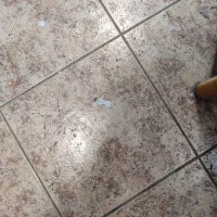 زمین پشت هتل کاملیا