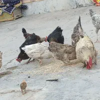 مرغ  خروس