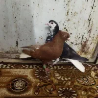 کفتر نر پرشی