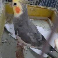 عروس هلندی فول دستی سخنگو