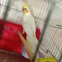 گرنچیک فول اهلی سخون گو|پرنده|خوی, |دیوار