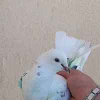 ک.بوتر نرو ماده نامبروان|پرنده|بروجن, |دیوار