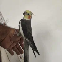 عروس  هلندی نر سخنگو. گرینچک رام. مرغ عشق