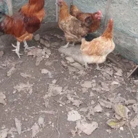 مرع خروس محلی تخمگذار