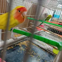 عروس هلندی|پرنده|گلبهار, شهر جدید گلبهار|دیوار