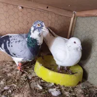 پلاکی زاجر مسافتی ،باهم جفتی800|پرنده|حمیدیا, |دیوار