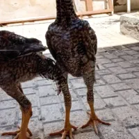 جوجه لاری اوشامو