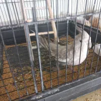 یک جفت عروس هلندی نر وماده