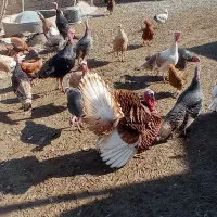 بوقلمون محلی|حیوانات مزرعه|بیلوار, |دیوار