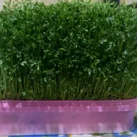 سبزه|گل و گیاه طبیعی|تویسرکان, |دیوار