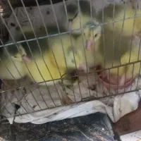 جوجه غاز|حیوانات مزرعه|مینودشت, |دیوار