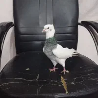 کبوتر|پرنده|میانه, |دیوار