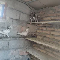 چند عدد کبوتر