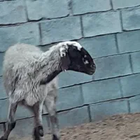 دومیش ودوبره  اندازه هم