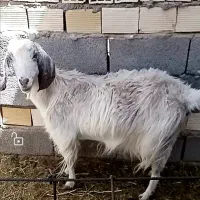 بزدورگه زه دوم کعره ماده