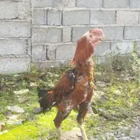 خروس لاری اصیل|حیوانات مزرعه|رودبنه, |دیوار
