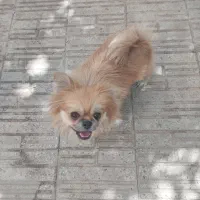 سگ پامر نر