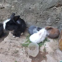 خرگوش لوپی زیبا|موش و خرگوش|زاهدان, |دیوار