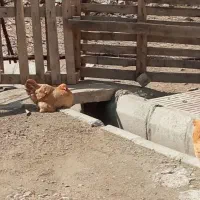 مرغ برهما|حیوانات مزرعه|دهدشت, |دیوار