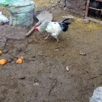 خروس|حیوانات مزرعه|نیشابور, مازول|دیوار