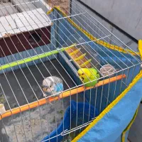 مرغ عشق در شهر دستنا