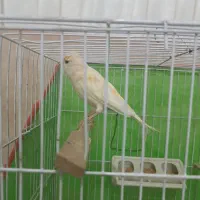 قناری ماده معاوضه با عروس|پرنده|سبزوار, باهنر|دیوار