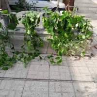 کلها سرسبز وطبیعی و سالم|گل و گیاه طبیعی|اصفهان, بوستان ناژوان|دیوار