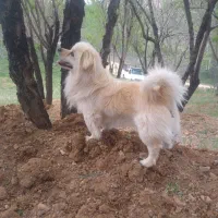 پاکوتاه پامر|سگ|شهرکرد, |دیوار