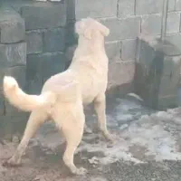 گم شده|حیوانات|ملایر, |دیوار