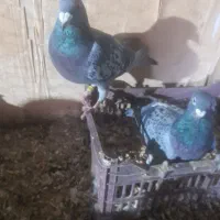 کبوتران دوبر|پرنده|مشگین شهر, |دیوار