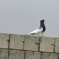 کله ای نر جلد|پرنده|شوشتر, |دیوار