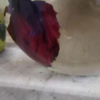 فایتر نر هافمون