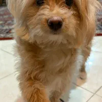 شیتزوتریر ۱۴ماهه