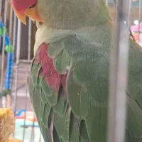 شاه طوطی،
