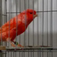 ۴۰۰ عدد قناری ردفکتور