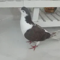 ساده سرخ نر  قلدور
