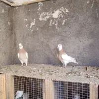 کبوتر|پرنده|بم, |دیوار